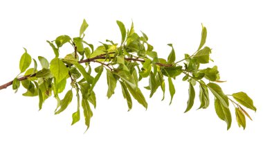 bir erik ağacı dalı. Beyaz arka plan üzerinde izole