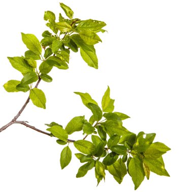 bir erik ağacı dalı. Beyaz arka plan üzerinde izole