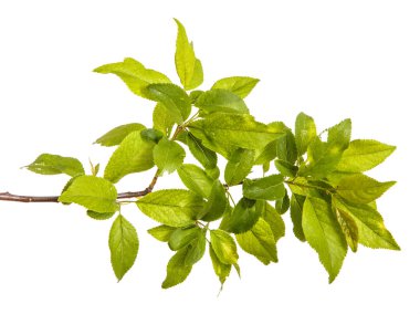 bir erik ağacı dalı. Beyaz arka plan üzerinde izole