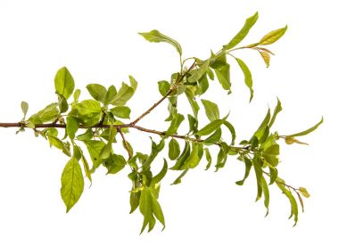 bir erik ağacı dalı. Beyaz arka plan üzerinde izole