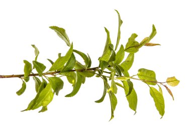 bir erik ağacı dalı. Beyaz arka plan üzerinde izole