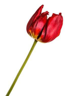 Kırmızı lale soluk tomurcukları. Beyaz arka plan üzerinde izole