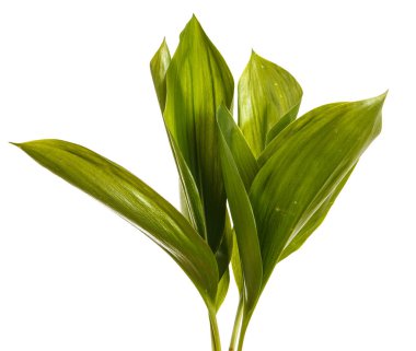 Lily vadi çiçek yeşil yaprakları. İzole üzerinde beyaz ba