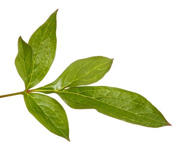 Şakayık çiçekleri yeşil lahanası. Beyaz arka plan üzerinde izole