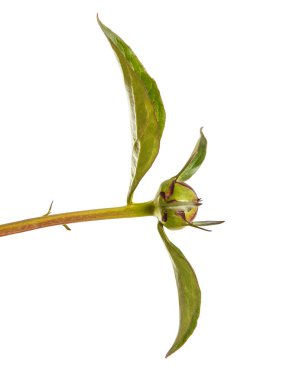 Şakayık çiçekleri yeşil lahanası. Beyaz arka plan üzerinde izole