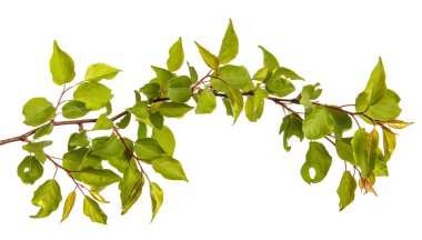 Yeşil yaprakları üzerinde beyaz backg izole ile kayısı ağacının dalını