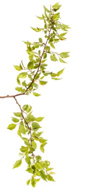 Yeşil yaprakları üzerinde beyaz backg izole ile kayısı ağacının dalını