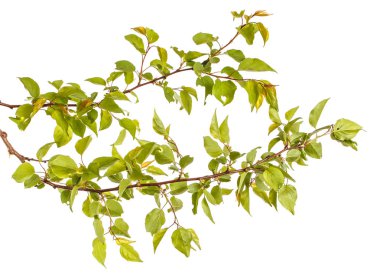 Yeşil yaprakları üzerinde beyaz backg izole ile kayısı ağacının dalını