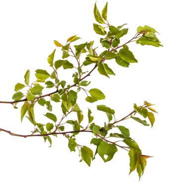 Yeşil yaprakları üzerinde beyaz backg izole ile kayısı ağacının dalını