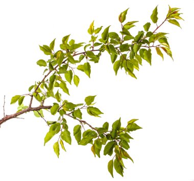 Yeşil yaprakları üzerinde beyaz backg izole ile kayısı ağacının dalını