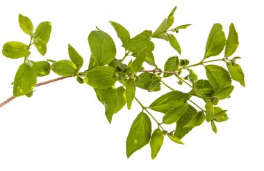 Yeşil yaprakları ile Yasemin bir çalının dalı. İzole üzerinde beyaz ba