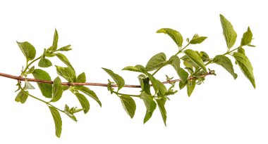 Yeşil yaprakları ile Yasemin bir çalının dalı. İzole üzerinde beyaz ba