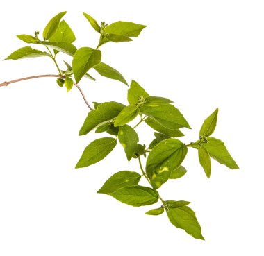 Yeşil yaprakları ile Yasemin bir çalının dalı. İzole üzerinde beyaz ba