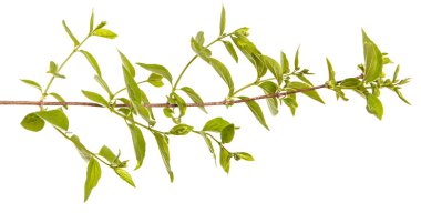 Yeşil yaprakları ile Yasemin bir çalının dalı. İzole üzerinde beyaz ba