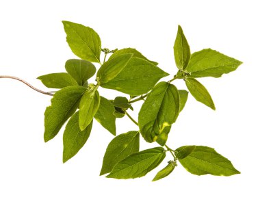 Yeşil yaprakları ile Yasemin bir çalının dalı. İzole üzerinde beyaz ba