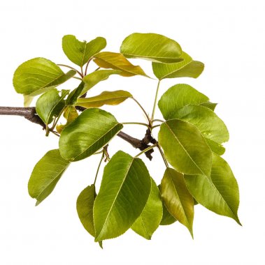 Genç yeşil yaprakları ile armut ağacının dalını. Beyaz b izole