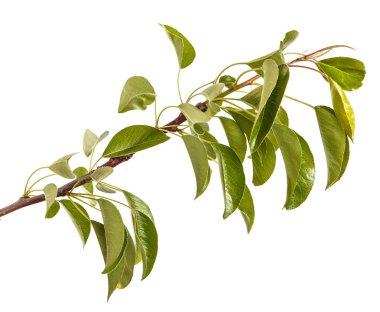 Genç yeşil yaprakları ile armut ağacının dalını. Beyaz b izole