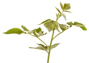 Yeşil yaprakları ile genç yeşil ahududu Filiz. Whit üzerinde izole