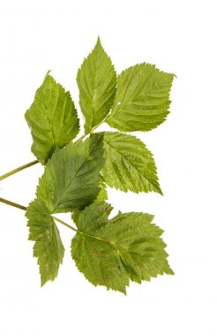 Yeşil yaprakları ile genç yeşil ahududu Filiz. Whit üzerinde izole