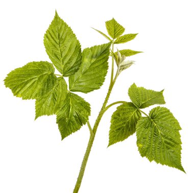 Yeşil yaprakları ile genç yeşil ahududu Filiz. Whit üzerinde izole