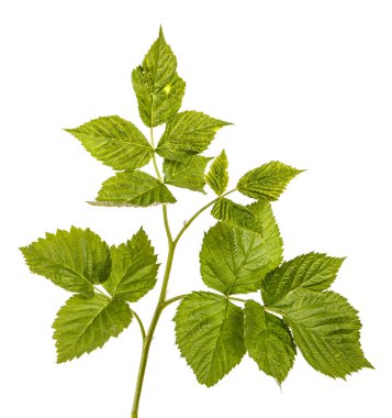 Yeşil yaprakları ile genç yeşil ahududu Filiz. Whit üzerinde izole