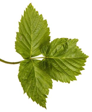 Yeşil yaprakları ile genç yeşil ahududu Filiz. Whit üzerinde izole