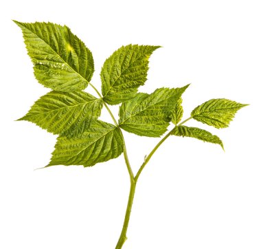 Yeşil yaprakları ile genç yeşil ahududu Filiz. Whit üzerinde izole