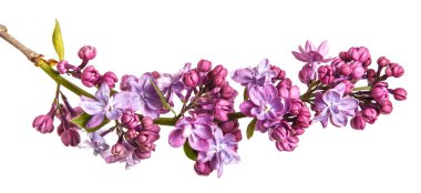 Eflatun çiçekler çiçek açmış. Beyaz arka plan üzerinde izole