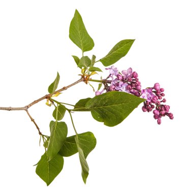 Eflatun çiçekler çiçek açmış. Beyaz arka plan üzerinde izole