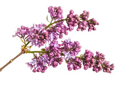 Eflatun çiçekler çiçek açmış. Beyaz arka plan üzerinde izole