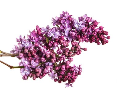 Eflatun çiçekler çiçek açmış. Beyaz arka plan üzerinde izole