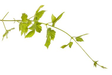 Yeşil Filiz şerbetçiotu. Beyaz arka plan üzerinde izole