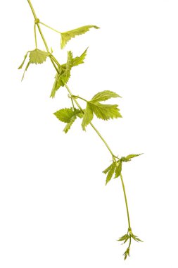 Yeşil Filiz şerbetçiotu. Beyaz arka plan üzerinde izole