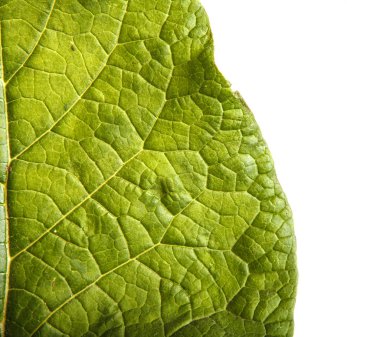 dulavratotu beyaz arka plan üzerinde şımarık bir bölümü yeşil yaprakları