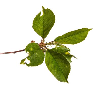 yeşil yaprakları ile kiraz ağacı dalı. Beyaz bac izole