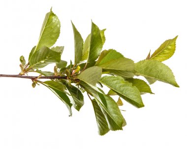 yeşil yaprakları ile kiraz ağacı dalı. Beyaz bac izole