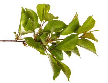 yeşil yaprakları ile kiraz ağacı dalı. Beyaz bac izole