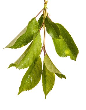 yeşil yaprakları ile kiraz ağacı dalı. Beyaz bac izole