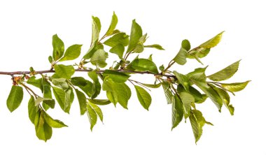 yeşil yaprakları ile kiraz ağacı dalı. Beyaz bac izole