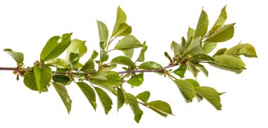 yeşil yaprakları ile kiraz ağacı dalı. Beyaz bac izole