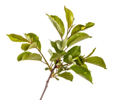 yeşil yaprakları ile kiraz ağacı dalı. Beyaz bac izole