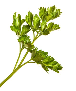 Yeşil yaprak maydanoz. Beyaz arka plan üzerinde izole