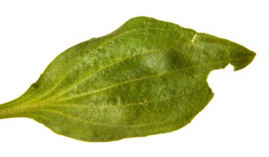 bir muz yaprak yeşil. Beyaz arka plan üzerinde