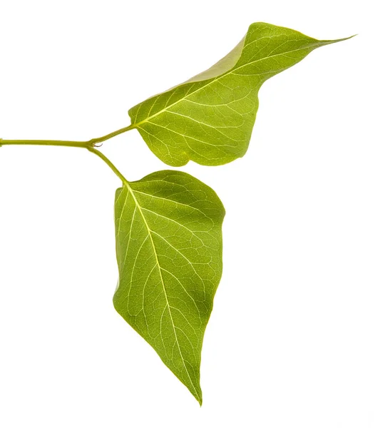 Pobočka lila bush s mladými zelenými listy. Izolované na wh — Stock fotografie