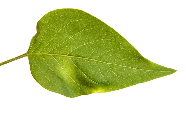 A branch of a lilac bush with young green leaves. Isolated on wh — Stock Photo, Image
