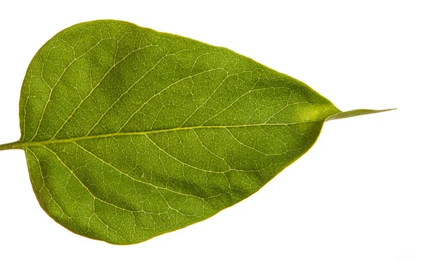 A branch of a lilac bush with young green leaves. Isolated on wh — Stock Photo, Image