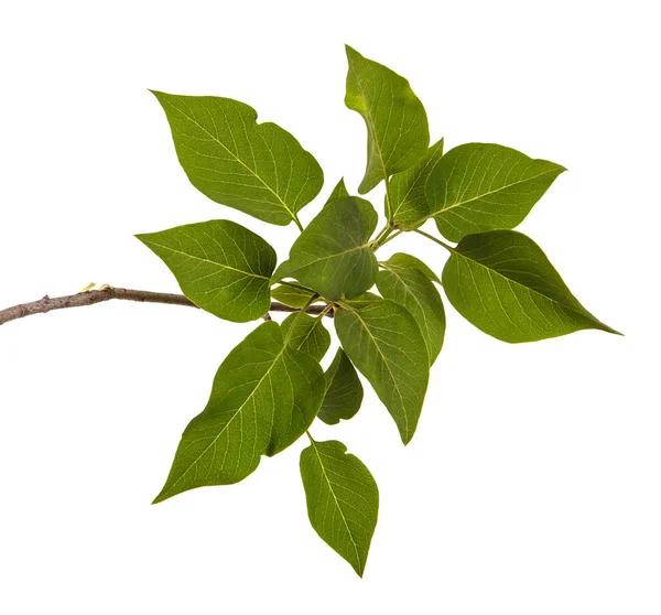 Oddział krzak bzu z młodych liści zielony. Na białym tle na wh — Zdjęcie stockowe