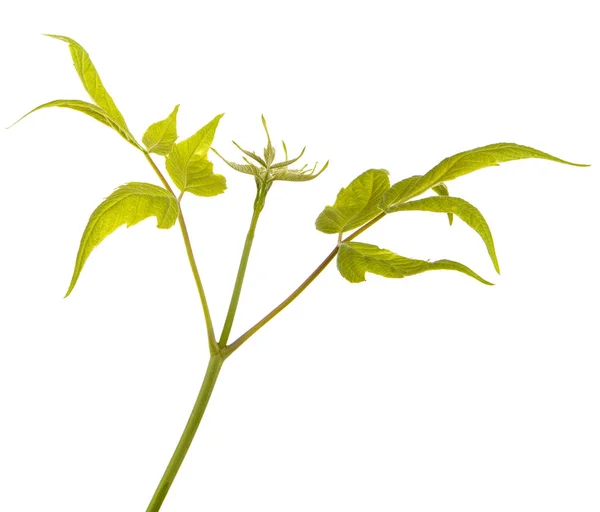 Ramos de bordo com folhas verdes. Isolado sobre fundo branco — Fotografia de Stock