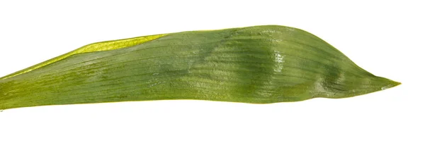 Hoja verde de iris. Aislado sobre fondo blanco — Foto de Stock