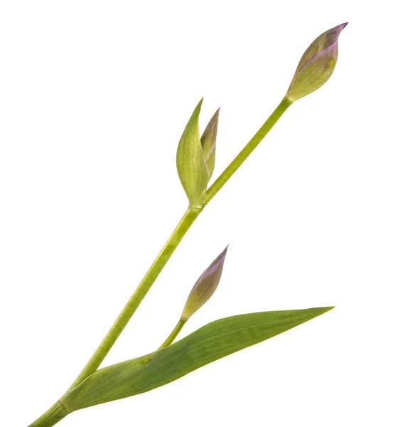 Gemme inesplose di fiori di iris. Isolato su sfondo bianco — Foto Stock